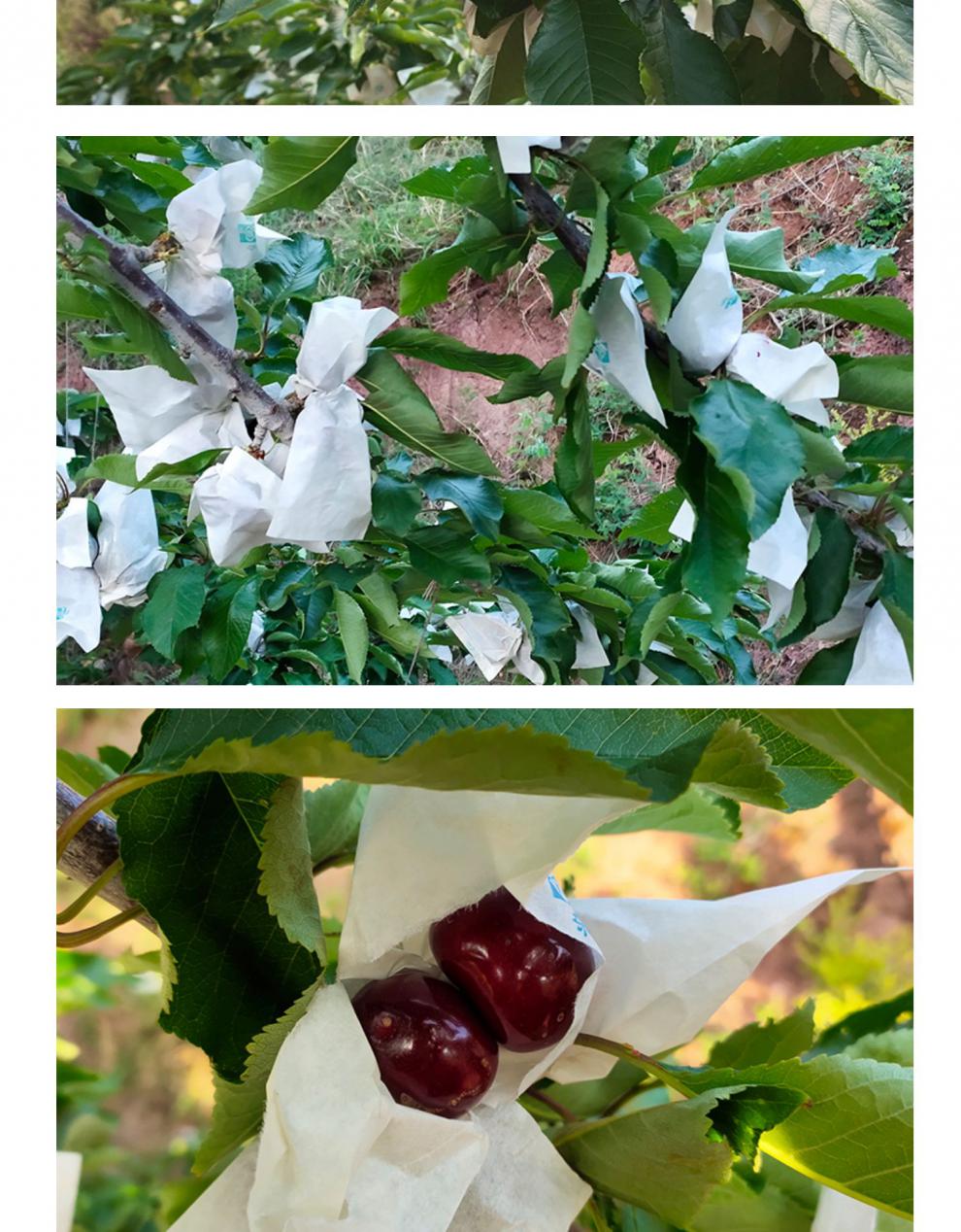 四川汉源黑珍珠套袋车厘子超甜国产大樱桃孕妇当季新鲜水果顺丰空运 6