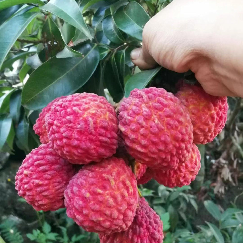 挂绿荔枝 增城挂绿荔枝王 水果新鲜季礼盒 应当精美超大果 稀世珍品装