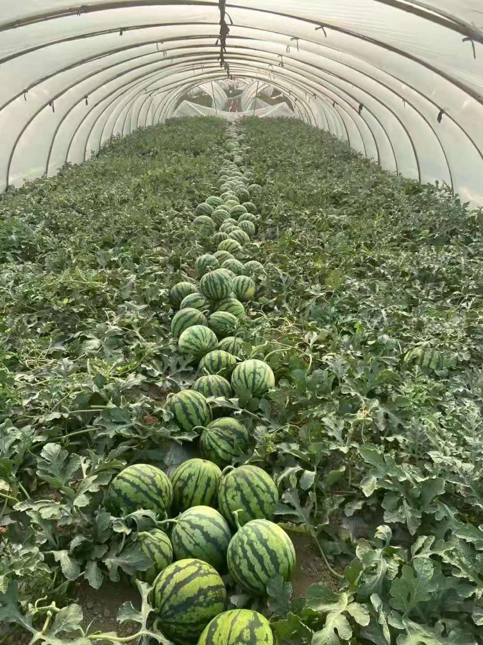 送正宗8424冰糖麒麟清甜西瓜薄皮无籽多汁批发当季新鲜西瓜水果1个装5