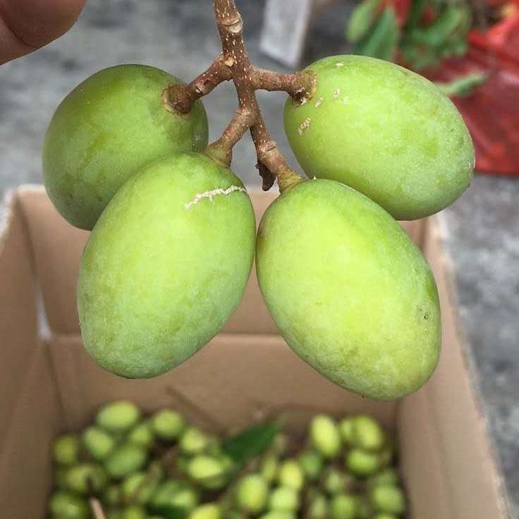 广东化州特产 新鲜黄榄糠碎黄榄橄榄康菜下饭菜 500g 黄榄糠1斤 黄榄