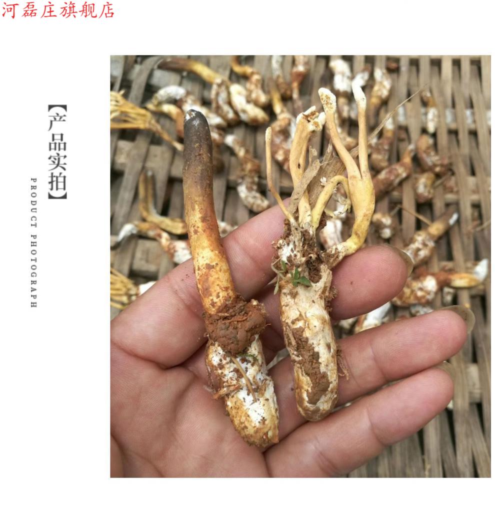 河磊庄金蝉花野山新货本地深山竹林知了花蝉花广东河源特产非大别山