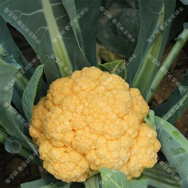 青梗松花菜紫黄绿宝塔花椰菜种子 西兰花秋季播蔬菜籽 耐寒菜园孑