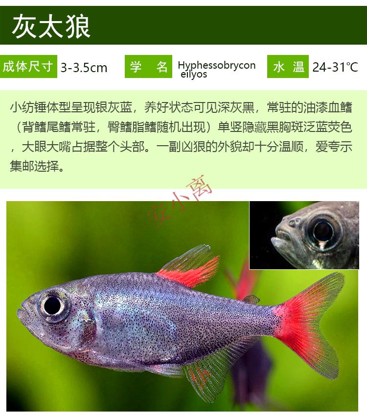 【安小离】灰太狼灯鱼黑丝绒红扯旗红太狼南美高端小型灯科鱼热带观赏