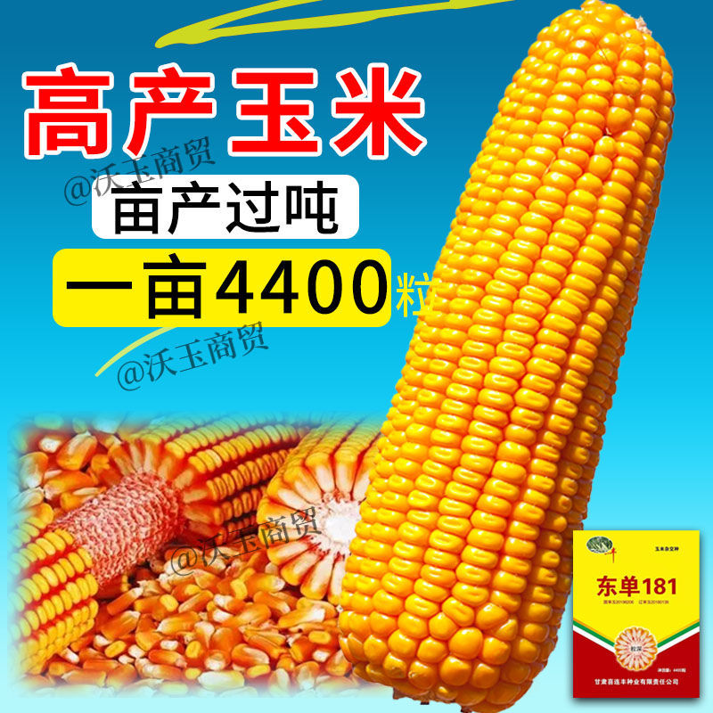 沃玉963玉米种子简介图片