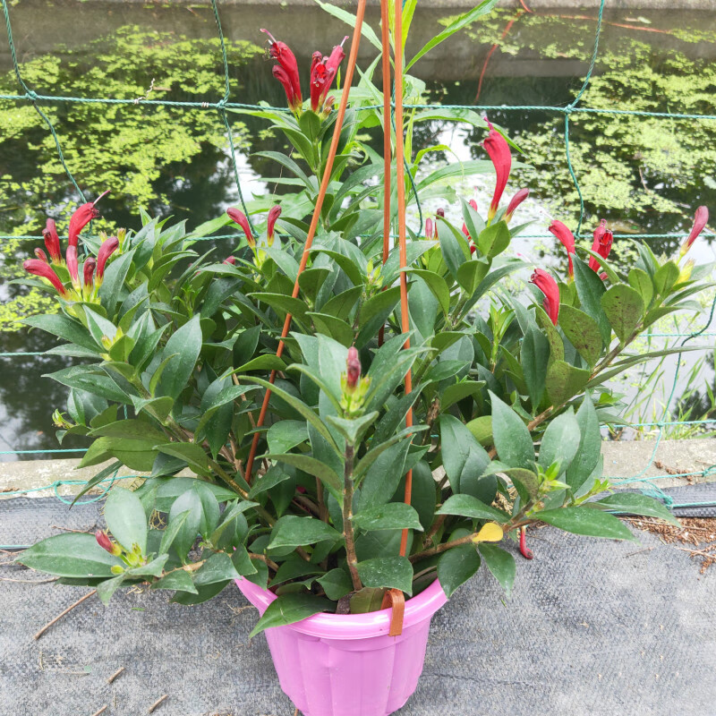 凤凰还巢又名红鲸鱼火凤凰金鱼花庭院阳台盆栽植物带花满额 火凤凰