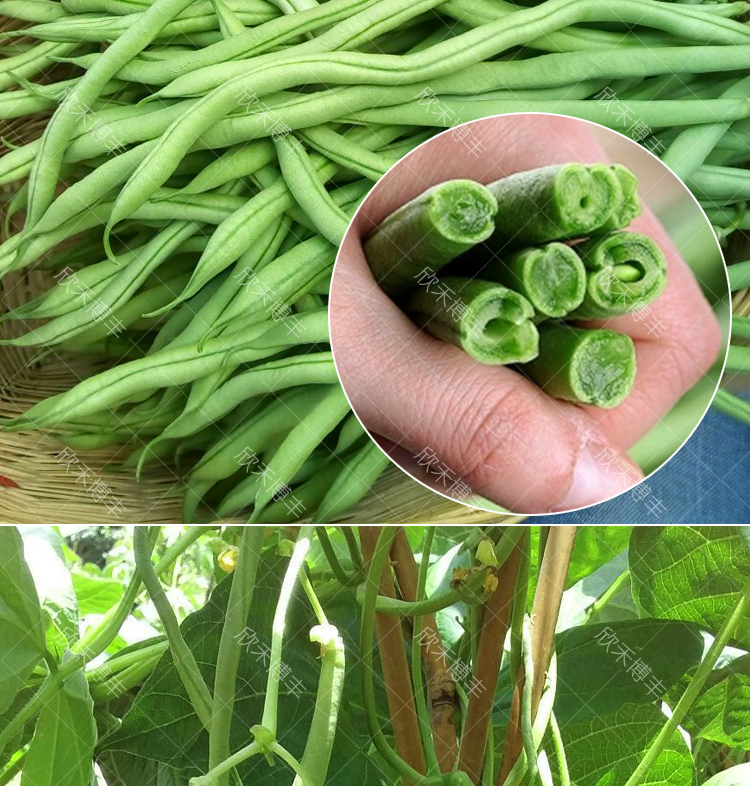 山东老来少芸豆种子春季四季无筋架豆种籽九粒白芸豆籽种蔬菜种孑 无