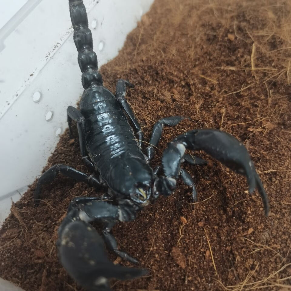 亚洲巨型雨林蝎大个体宠物蝎假帝王蝎幼苗成体孕大号大尺寸包活 鞭蝎5