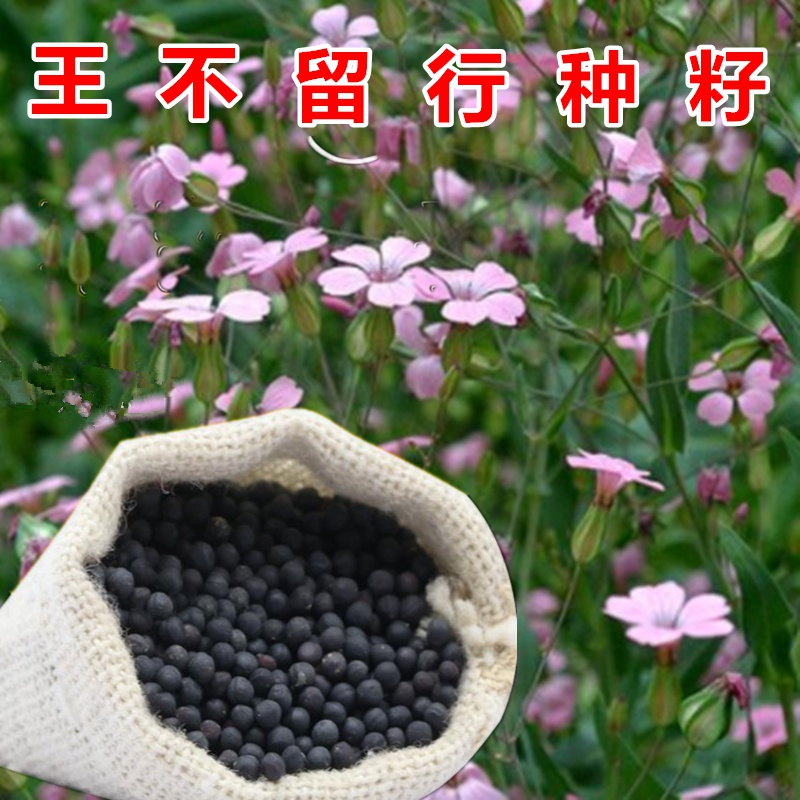 中药材种子王不留麦蓝菜留行子春夏秋播种庭院大田易种中草药材籽 王