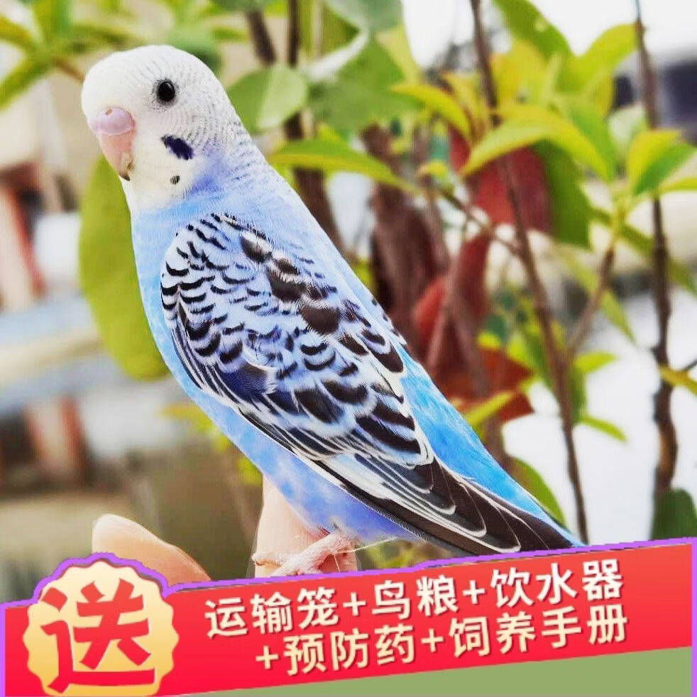 虎皮鹦鹉宠物活物活体大型小鸟活宠物玄凤幼鸟鹦鹉活鸟鸟活物 绿皮