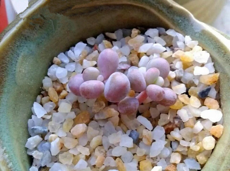 园林河沙细黄沙子多肉配土沙土鱼缸底沙子乌龟冬眠黄沙土水族造景 粗