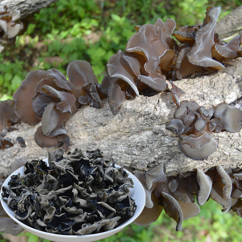 东北黑木耳干货批发农家土特产黑木耳无根椴木黑木耳干木耳100克