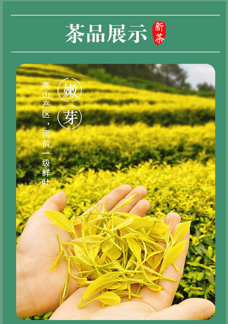 正宗高山黄金芽2021新茶珍稀白茶黄金绿茶浓香型散装礼