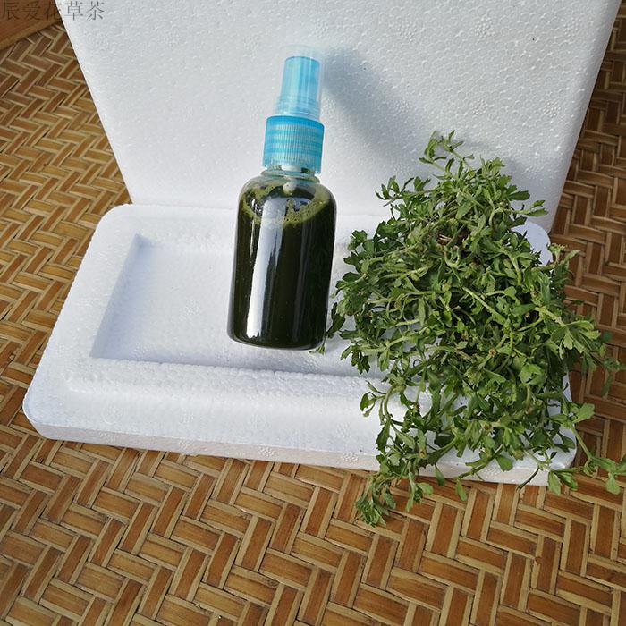 新鲜鹅不食草滴鼻汁 鹅不吃草 现榨鹅里不食草榨汁液 50ml/瓶 鹅不食