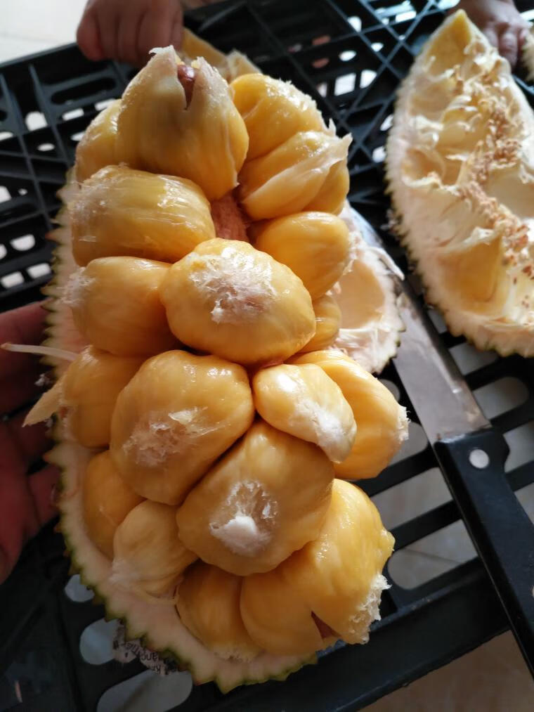 迷你多肉榴莲蜜新鲜尖蜜拉 榴莲密水果巴掌多肉小菠萝蜜 1.