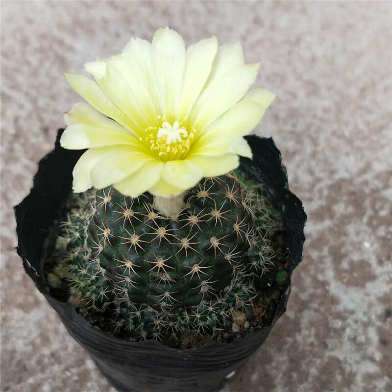 园艺实生仙人球 【士童】多肉植物开花盆栽 办公室内实生士童属小苗