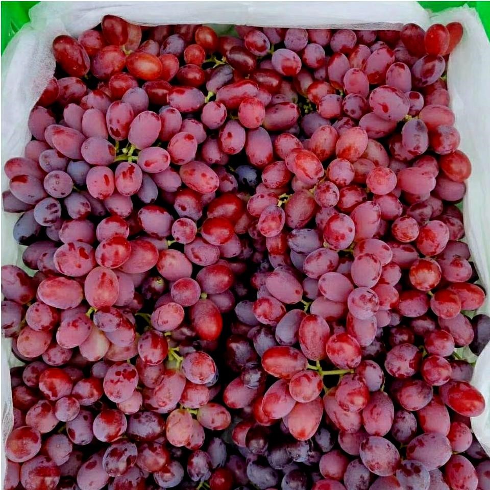 【jd物流】2021克伦生无籽提子新鲜脆甜葡萄无籽红提新鲜水果 无核