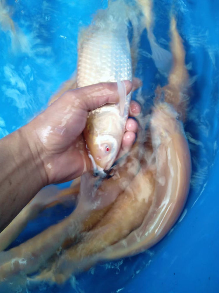 赤目金丝鲩赤目黄金鲩红眼金草鱼鱼大型冷水观赏鱼1012厘米红眼金大头