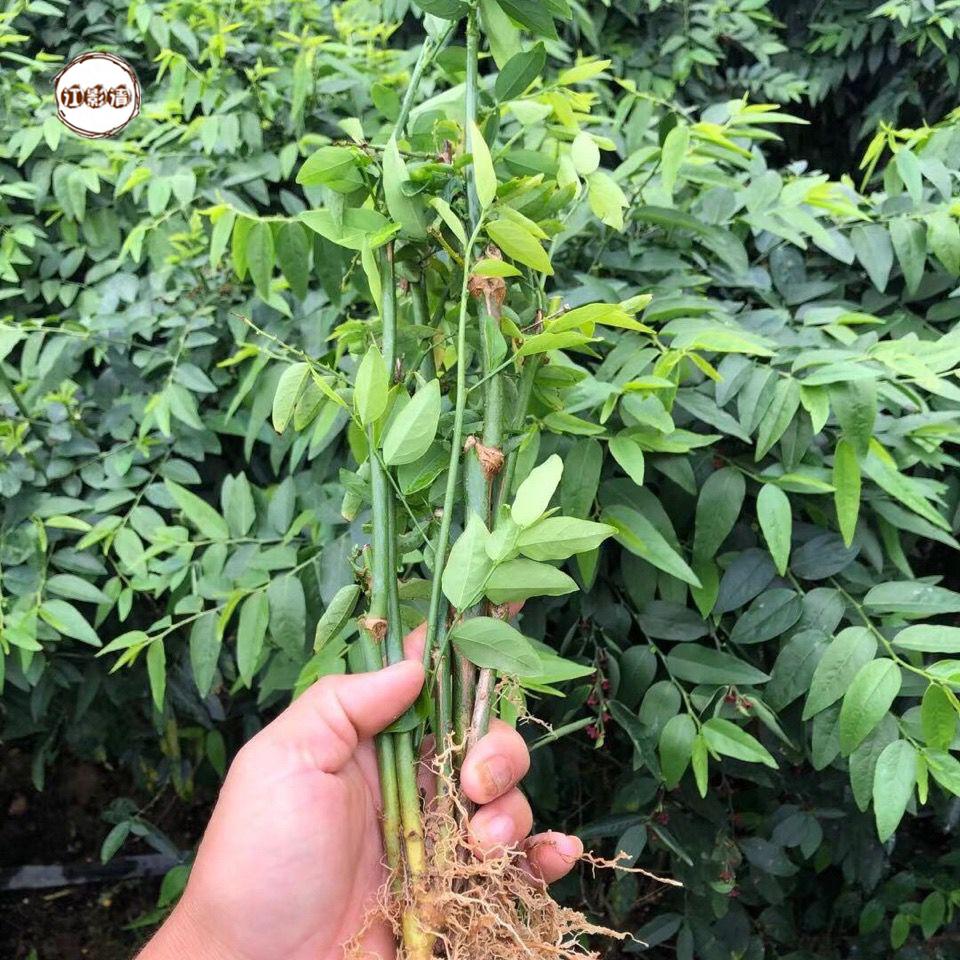 江影清树仔野菜苗天绿香海南五指山野菜带根易长30厘米一棵建议斜种5