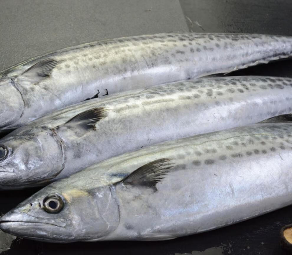 不如一尝 青岛大鲅鱼新鲜鲜活速冻马鲛鱼整条海鱼青占鱼冷冻鲅鱼馅