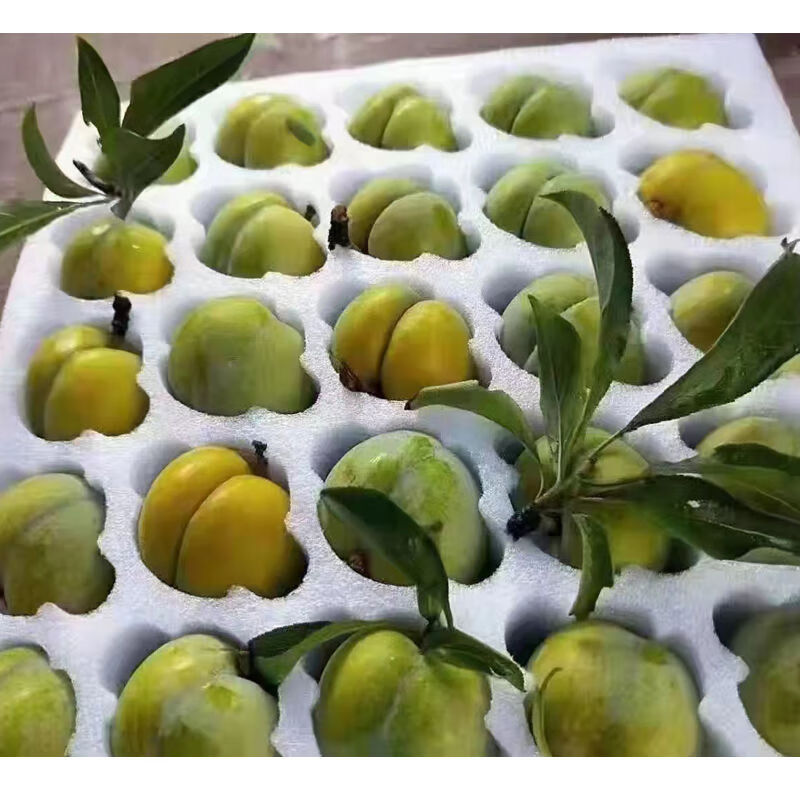 贵州省蜂糖李贵州省安顺市镇宁县六马乡弄袍村原产蜂糖李 中果(精心