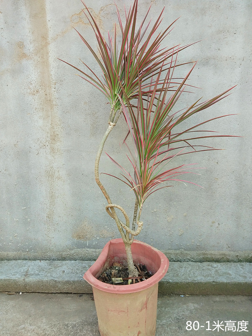 彩色千年木盆栽 三色龙血树 红竹观叶植物 室内绿植 独杆多头30-40