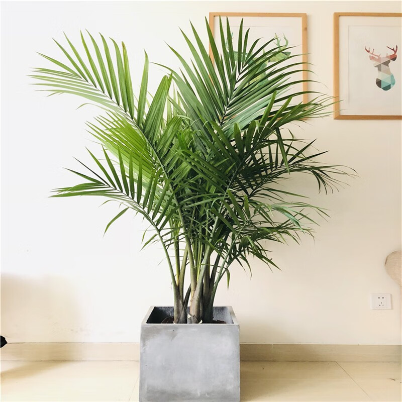 北欧大型绿植国王椰子夏威夷椰子散尾葵凤尾室内盆栽植物观叶绿植