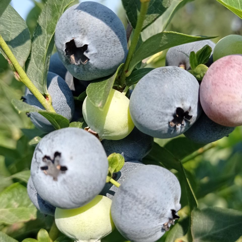 蓝莓鲜果大山蓝莓新鲜蓝莓孕妇水果当季蓝莓大果果园现摘地头直发