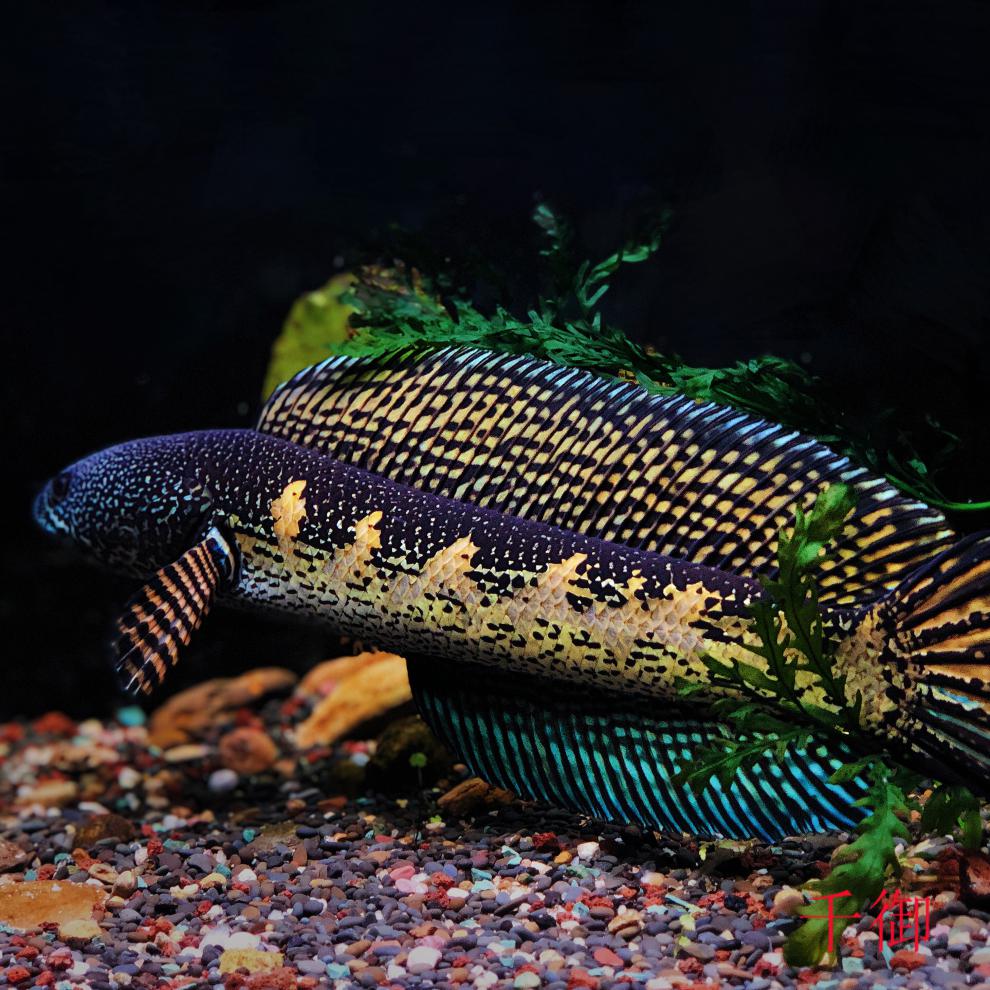 短雲黃金眼鏡蛇雷龍血斑雷龍七彩奶茶雷龍金塵雷龍食肉魚觀賞魚熱帶魚