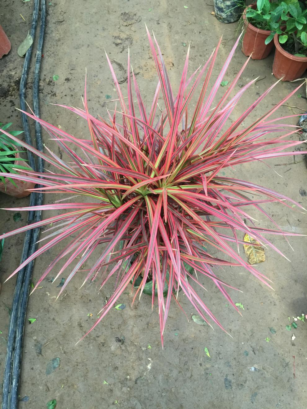 七彩铁五彩千年木盆栽室内桌面客厅彩叶绿植三色龙血树红竹观叶植物1