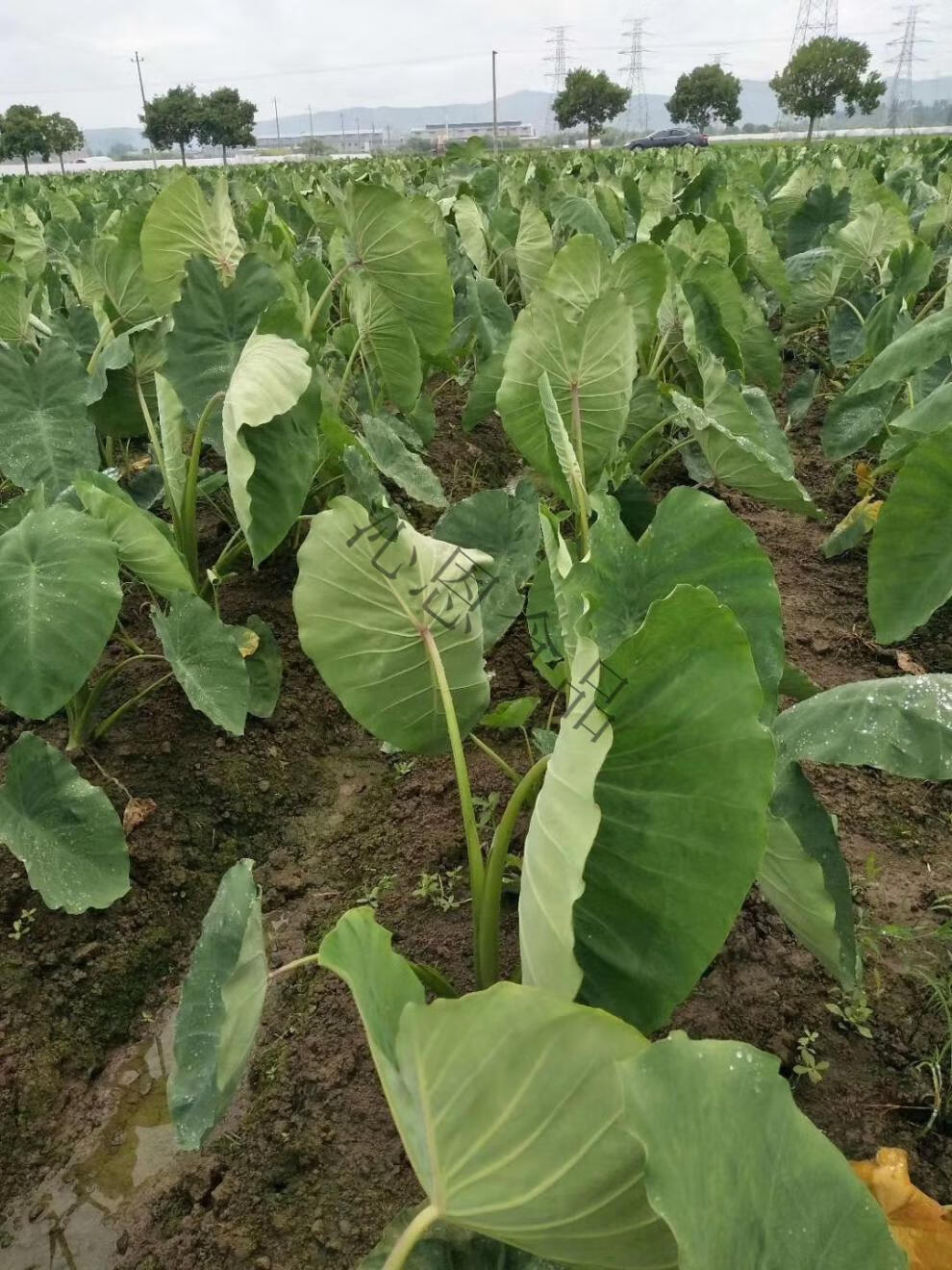 宁波特产奉化芋头溪口香芋非荔浦槟榔芋里山人 5斤40-60个精品芋艿子