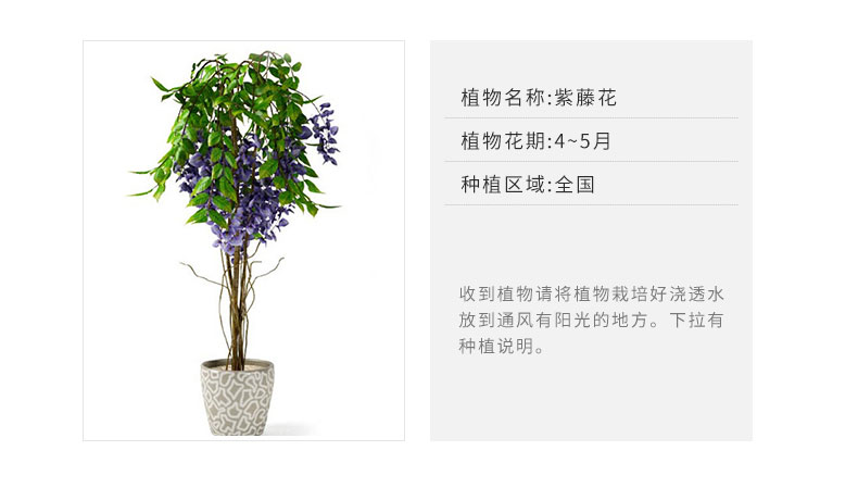 紫藤树苗爬藤植物四季攀援花卉庭院阳台盆栽多花紫藤花老桩紫藤萝 4年