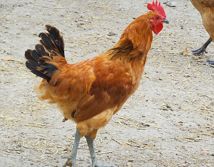 散养黑腿大公鸡新鲜土鸡笨鸡草鸡鸡走地鸡跑山鸡农家整鸡 丽鲜玫 4.