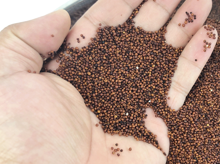 广西粟米粒龙爪粟拳头粟小枕头鸭脚粟米粥鸭脚栗米红色粟米粉【图片