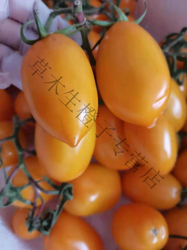 东北农家小黄柿子西红柿串黄圣女果黄罗曼农家自种新鲜蔬菜2斤