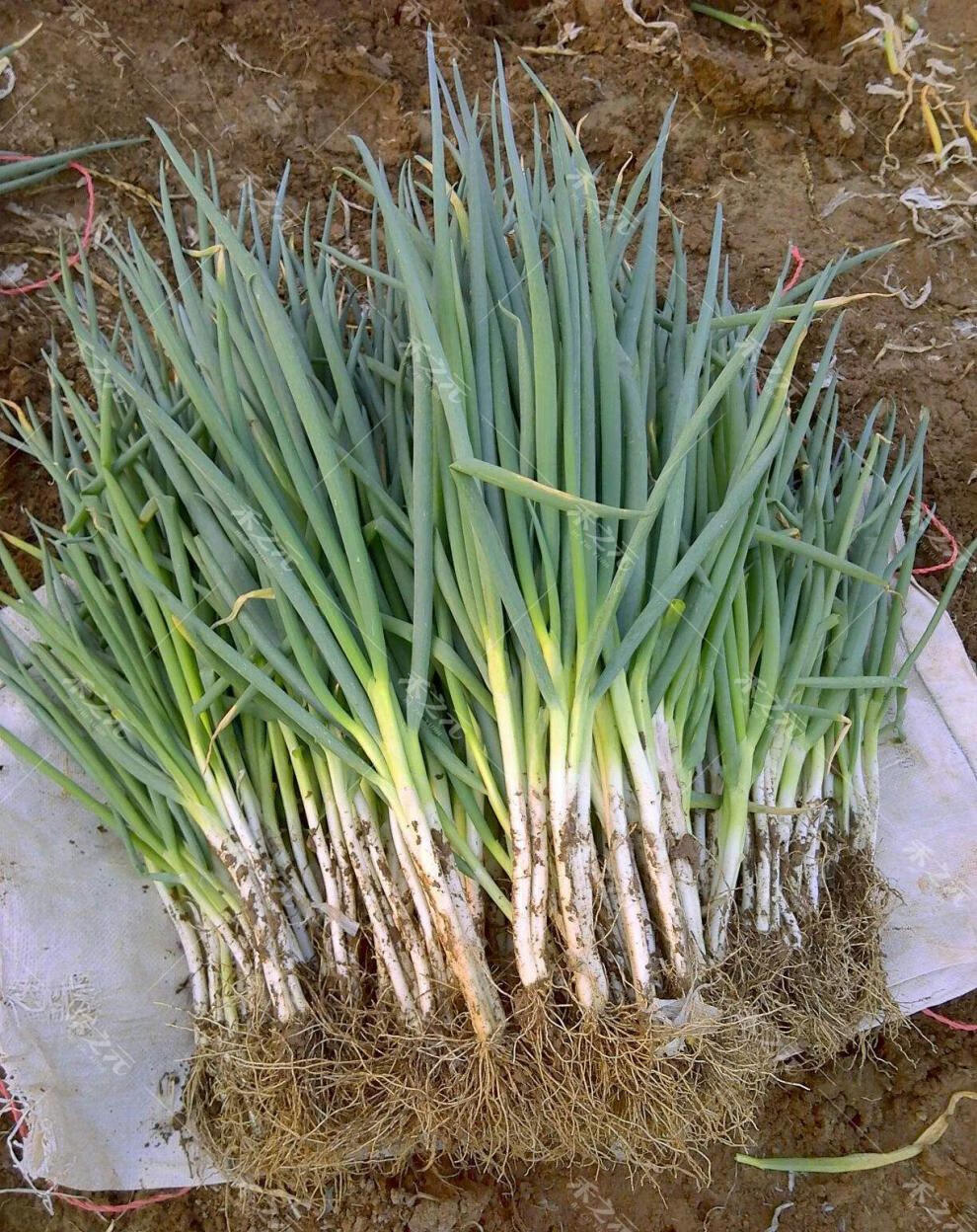 四季小香葱分葱种子大全农家庭栽培四季阳台种籽盆栽春季夏秋冬 20g