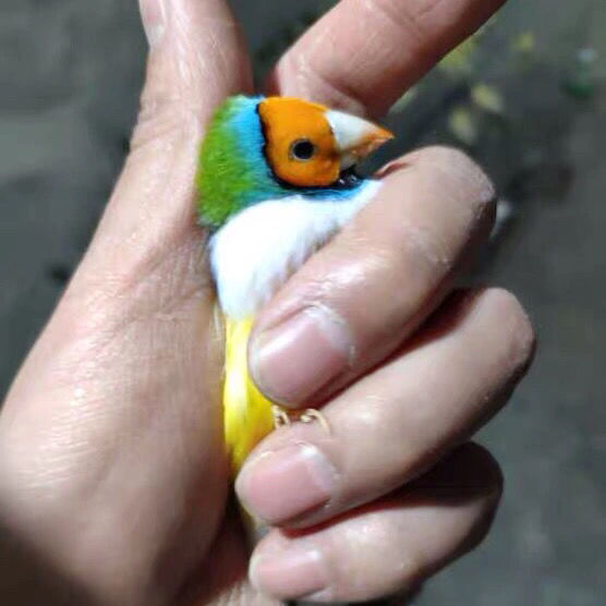 工匠头七彩活体宠物鸟五彩鸟手玩鸟小鸟普彩金背蓝背七彩鸟活物金背一