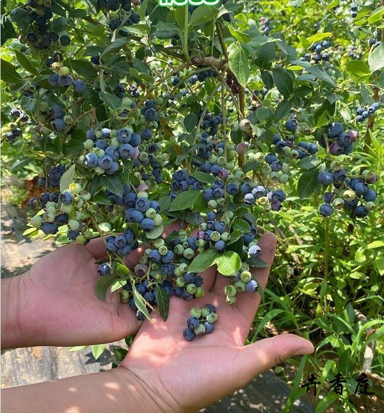v5蓝莓(当年结果苗) 60cm(含)-69cm(含)【图片 价格 品牌 报价】-京东