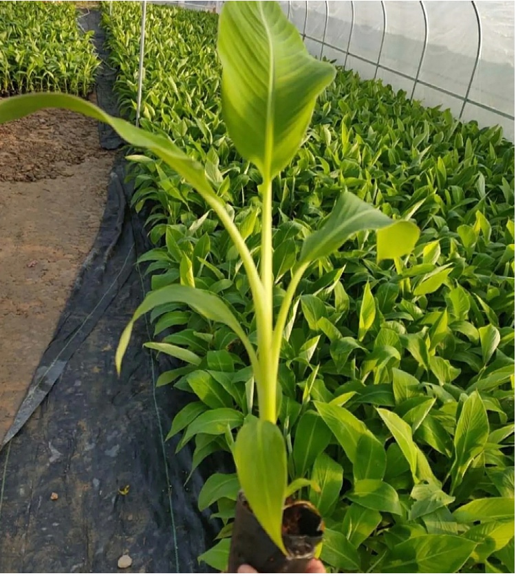 香蕉树苗南方四季苹果蕉红皮矮化芭蕉抗寒室内盆栽种植水果树 小米蕉