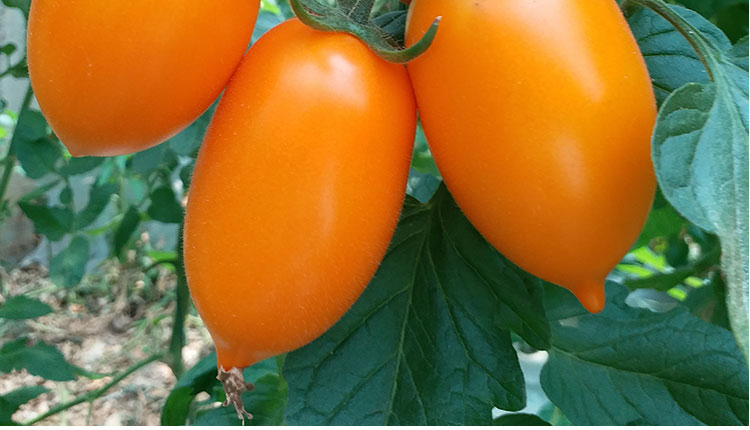 奶香黄罗曼西红柿山东特产串黄番茄现货新鲜橙色洋柿子2斤