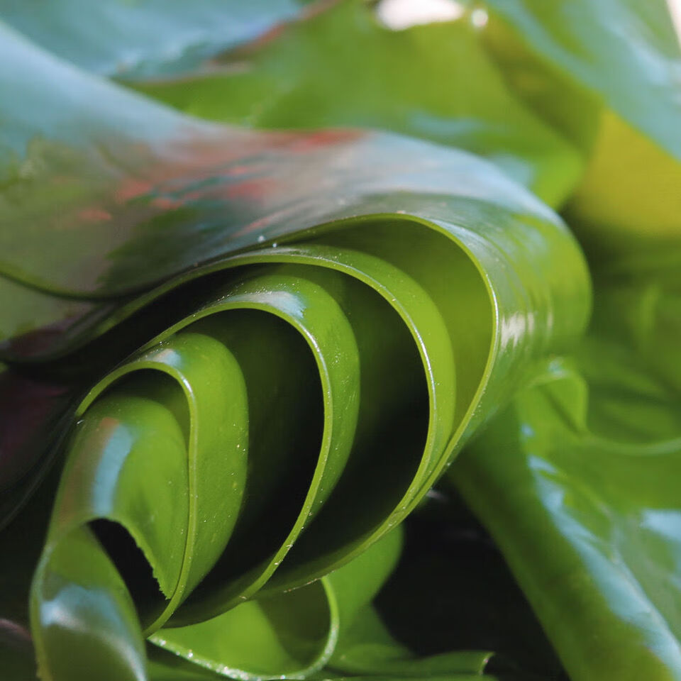 盐渍海带边整颗箱装厚片少盐新鲜嫩裙带菜凉拌菜食材整条海带5斤大片