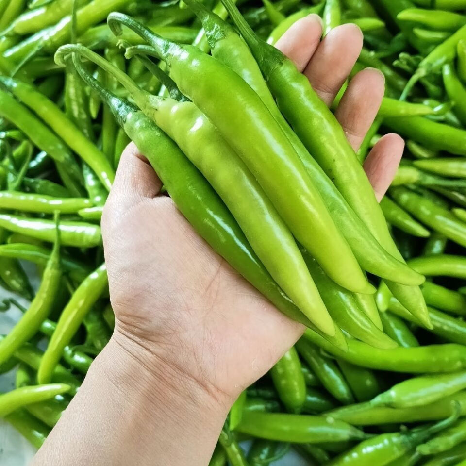 媚调 浙江杭椒新鲜薄皮青椒特辣小米辣新鲜老品种杭椒蔬菜 5斤手工