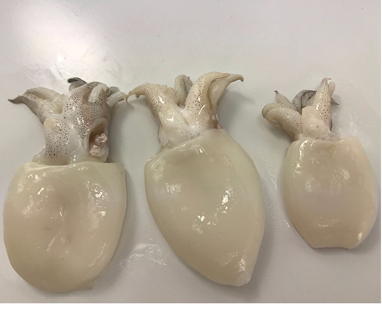 鱼姐海成青岛小墨鱼仔鲜活冷冻新鲜墨斗鱼去皮去内脏海鲜水产3斤装