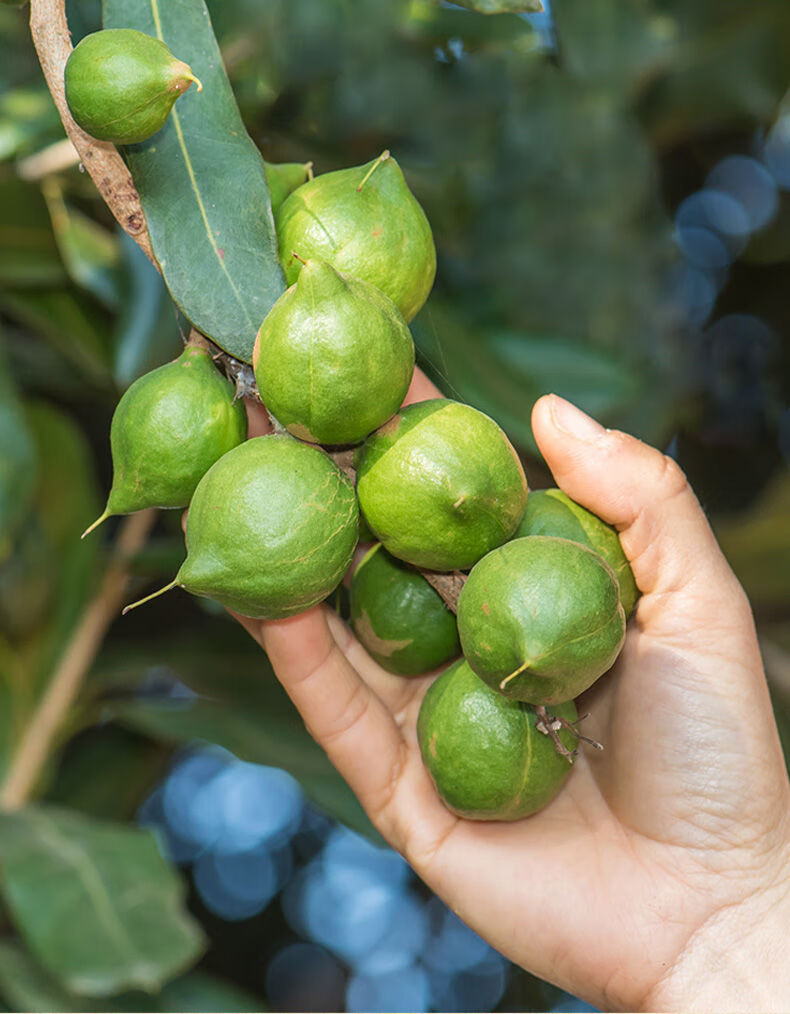 out of africa走出非洲夏威夷果仁咸味80g 坚果办公室小零食 夏威夷果