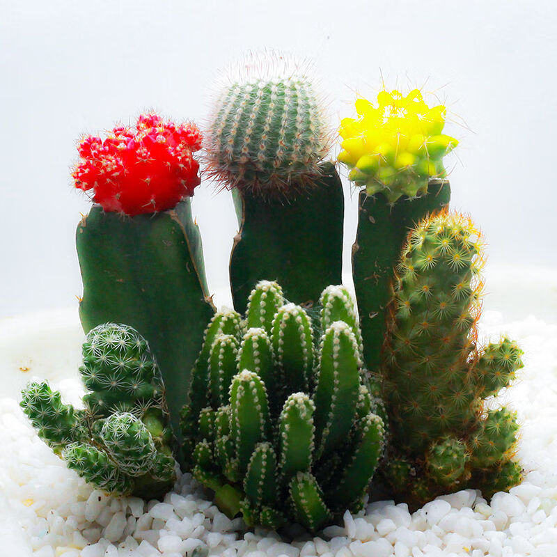 仙人球三色球组合小盆栽室内开花新款多肉植物大金虎56cm带塑料盆铺面