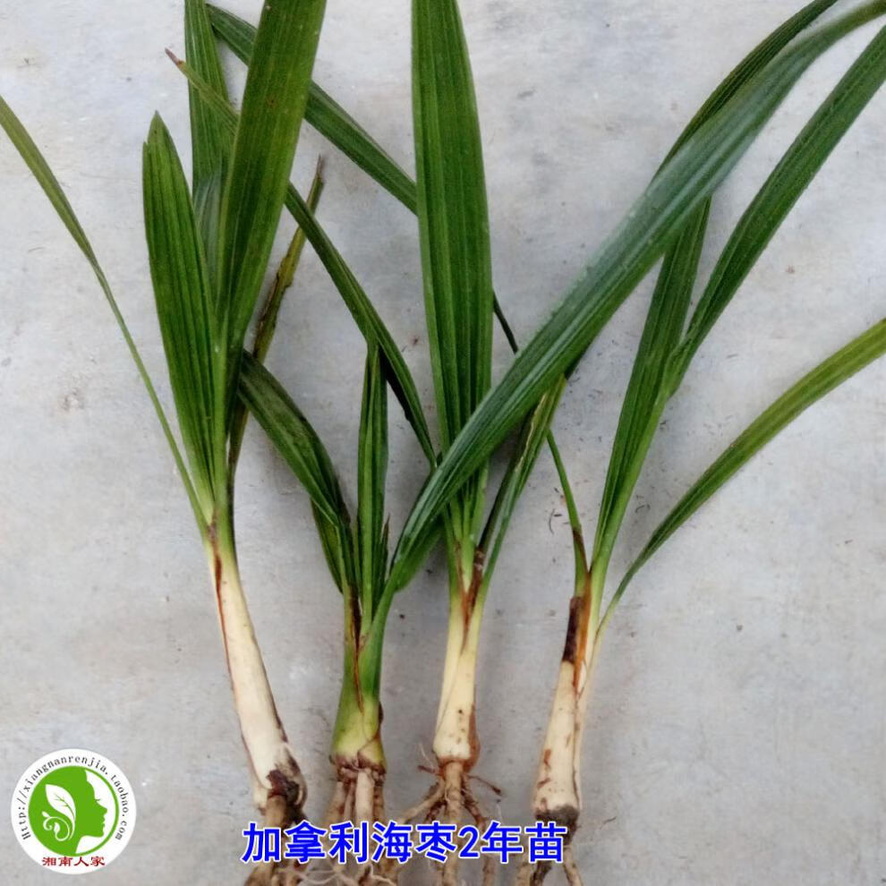 加拿利海枣小苗 中东海枣 银海枣树苗 槟榔竹行道绿化景观树 加拿利