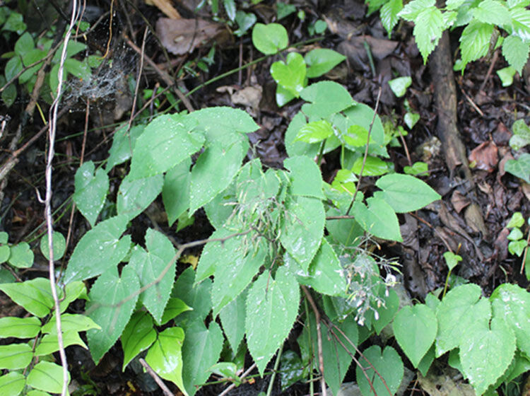 秦岭干淫羊藿 中药材仙灵脾泡酒泡茶整颗农家自采 500g【图片 价格