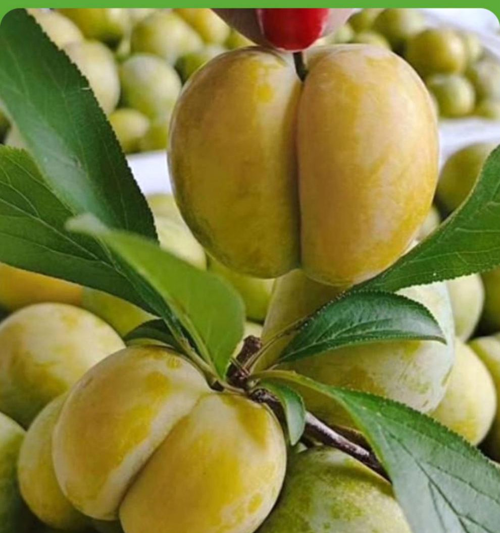 蜂糖李正宗贵州六马蜂糖李子新鲜水果脱骨李蜂蜜李当季四川李3斤单果