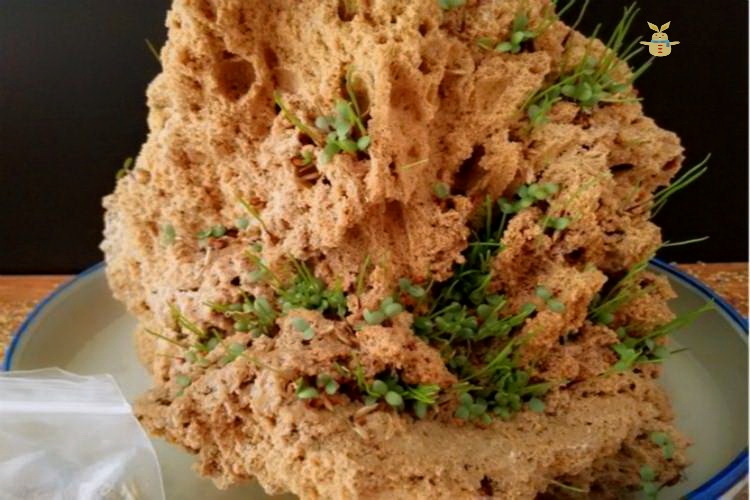 假山草籽草种子上水石吸水石盆景植物珍珠草心形圆叶草混装微景观