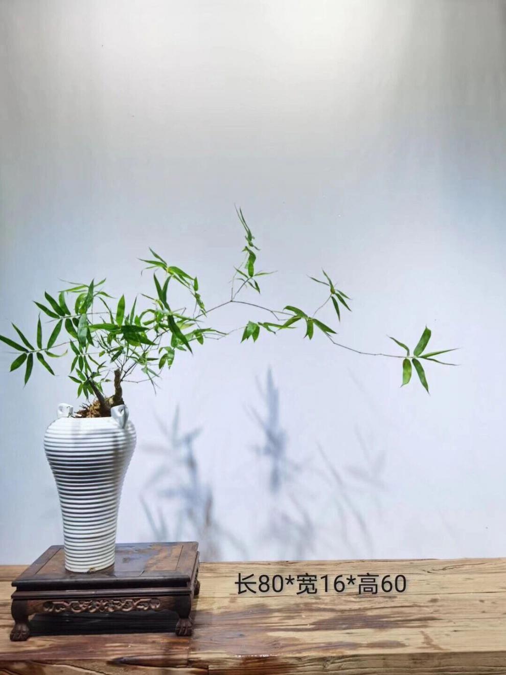 微观盆景野生稀有月亮湾小叶簕竹精品岭南米竹办公室内绿植盆栽观赏勒