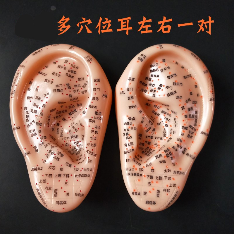 穴位模型16cm刻字耳穴模型耳针耳朵穴位模型耳按摩反射区特大号131716
